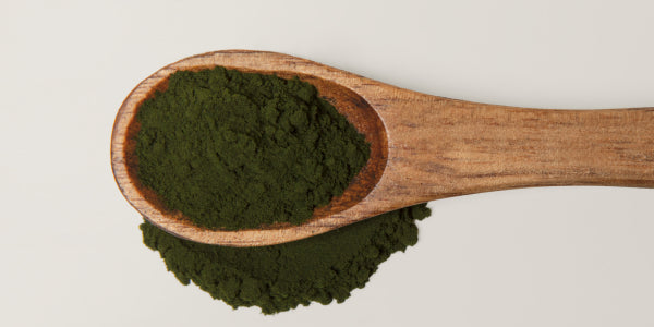 Cuillère de poudre de chlorella