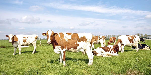 Vaches de pâturages dans un pré