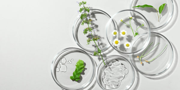 Herbes et plantes sur verre